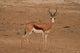 A Springbok ram (Antidorcas marsupialis) Wall Mural