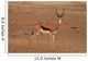 A Springbok ram (Antidorcas marsupialis) Wall Mural