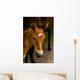 Horse Foal to His