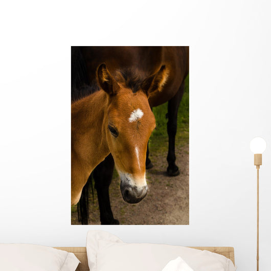 Horse Foal to His