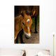 Horse Foal to His