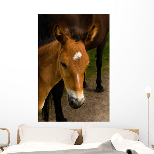 Horse Foal to His