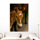 Horse Foal to His
