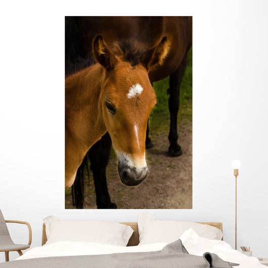 Horse Foal to His