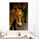 Horse Foal to His
