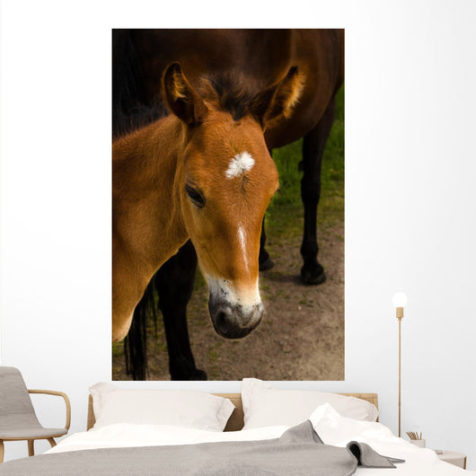 Horse Foal to His