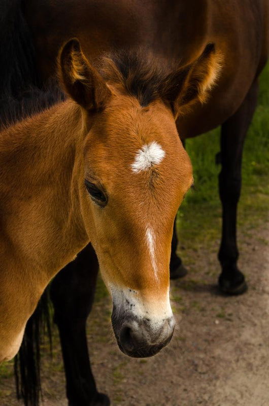 Horse Foal to His