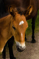 Horse Foal to His