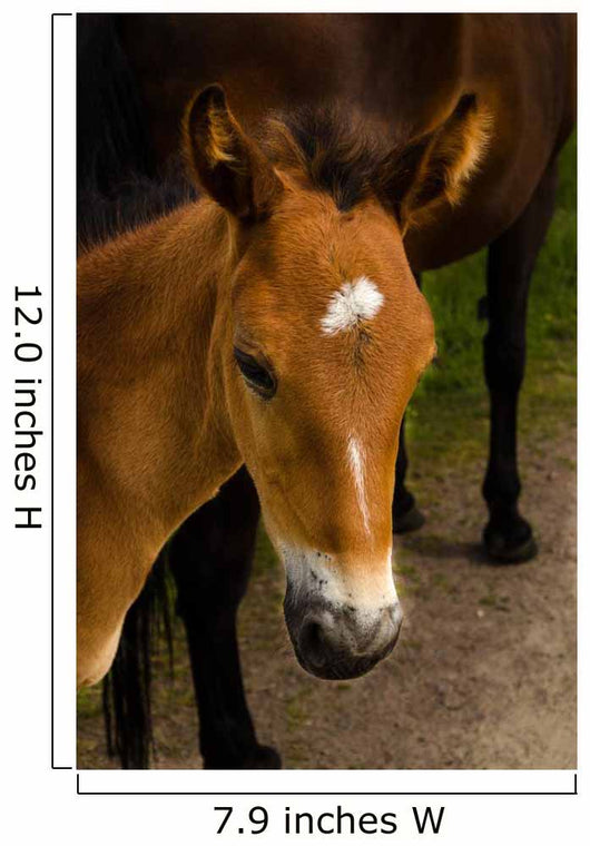 Horse Foal to His