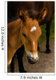 Horse Foal to His