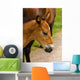 Horse Foal to His