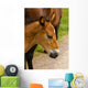 Horse Foal to His