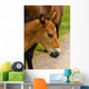 Horse Foal to His