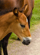 Horse Foal to His