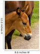 Horse Foal to His
