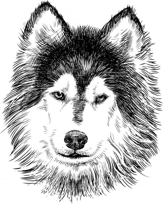 portrait of husky Wall Decal