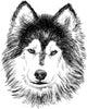 portrait of husky Wall Decal