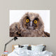 Bird Owl Wall Mural