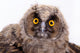 Bird Owl Wall Mural