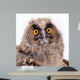 Bird Owl Wall Mural