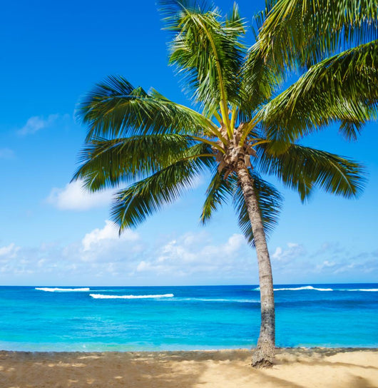 Palm Trees Sandy Beach