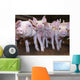 Pigs Wall Mural