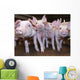 Pigs Wall Mural