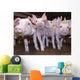Pigs Wall Mural