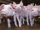 Pigs Wall Mural