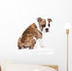 English Bulldog from behind