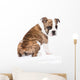 English Bulldog from behind