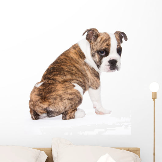 English Bulldog from behind