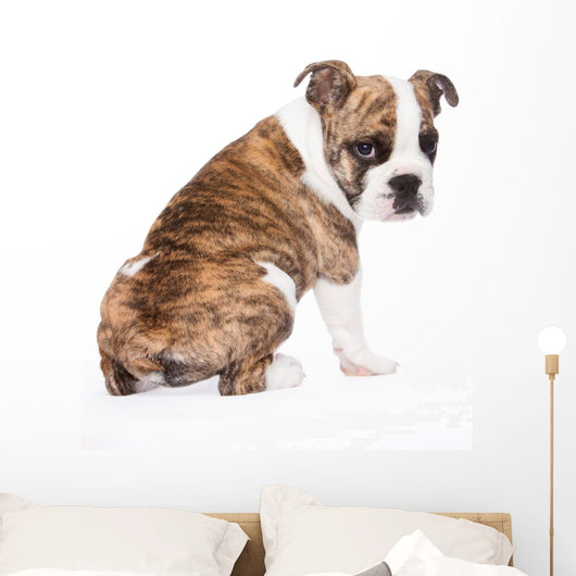 English Bulldog from behind