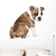 English Bulldog from behind