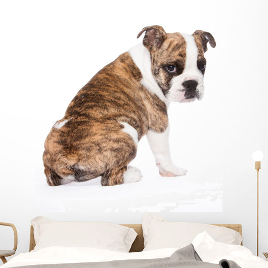 English Bulldog from behind
