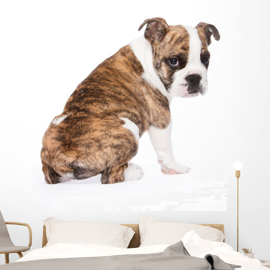 English Bulldog from behind