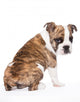 English Bulldog from behind