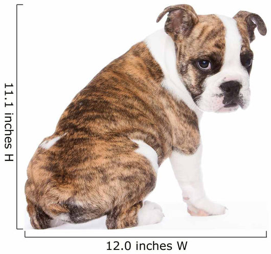 English Bulldog from behind