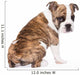 English Bulldog from behind