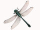 Dragonfly Wall Decal