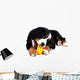 Puppy Bernese Mountain Dog