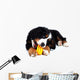 Puppy Bernese Mountain Dog
