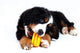 Puppy Bernese Mountain Dog