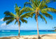 Palm Trees Sandy Beach Wall Mural