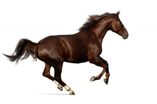 Gallop Horse Wall Decal