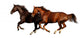 Gallop Horses Wall Decal