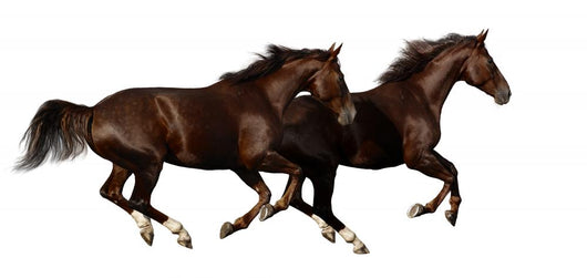 Gallop Horses Wall Decal