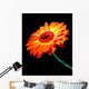 african daisy.  carving. orange Wall Mural