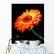 african daisy.  carving. orange Wall Mural