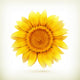 Sunflower High Quality Vector